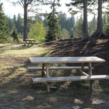 Nysnekra bord og benker i skogsområde i sol