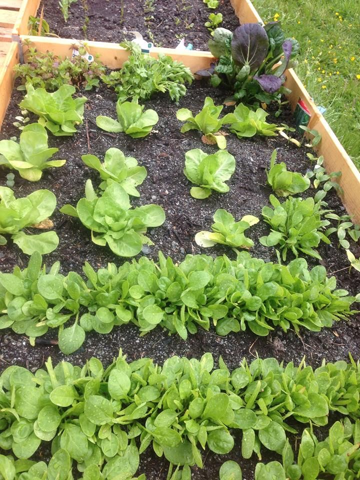 Utendørs pallekarm/plantekasse hvor det vokser salat og urter